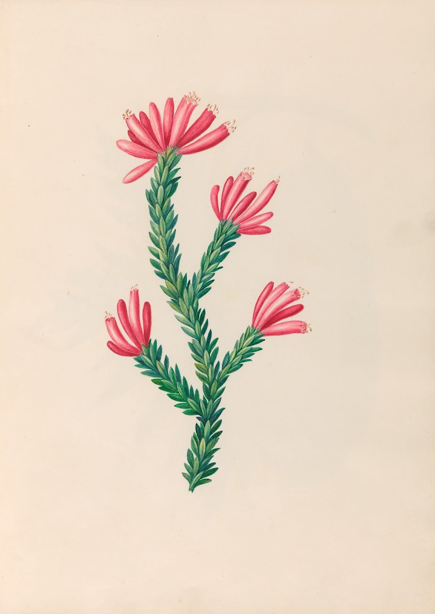Drawings of tropical flowers and fruits from South America Pl34 1830