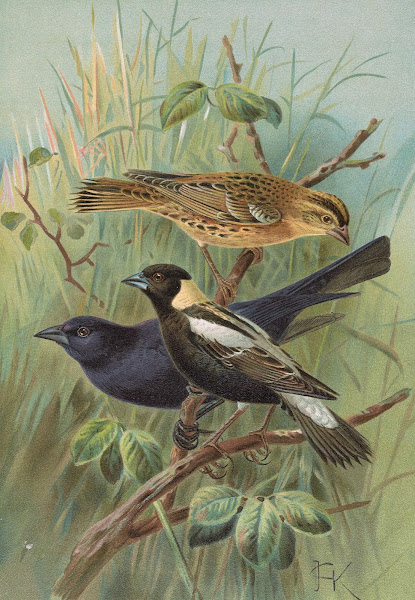 Dolichonyx oryzivorus Molothrus Cabanisii Cassin