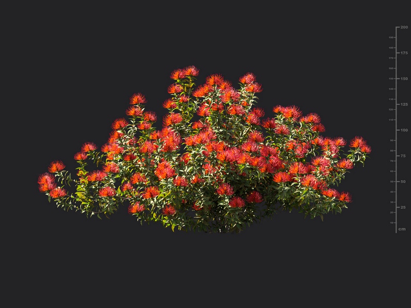 Maxtree - Plant Models Vol.119