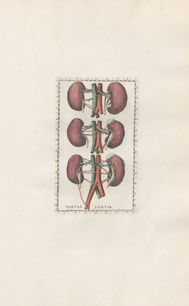Bartholomaei Eustachii anatomici summi Romanae archetypae tabulae anatomicae nov