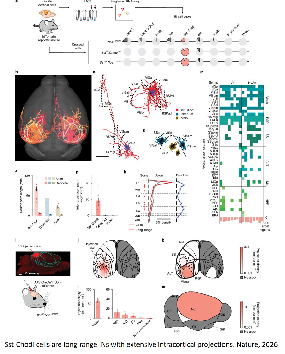 Neocortical long-range inhibition promotes cortical synchrony and sleep