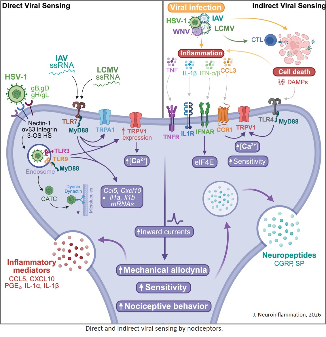 Nociceptor neurons shape antiviral immunity