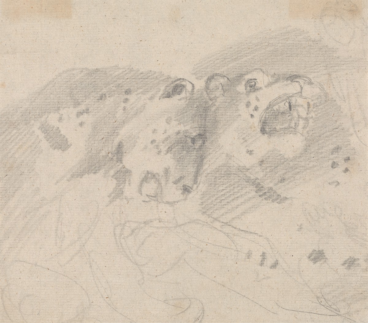 Two Leopards
