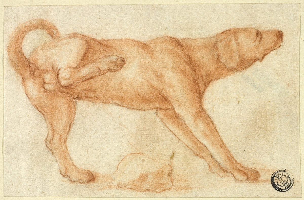 Dog Urinating on Rock