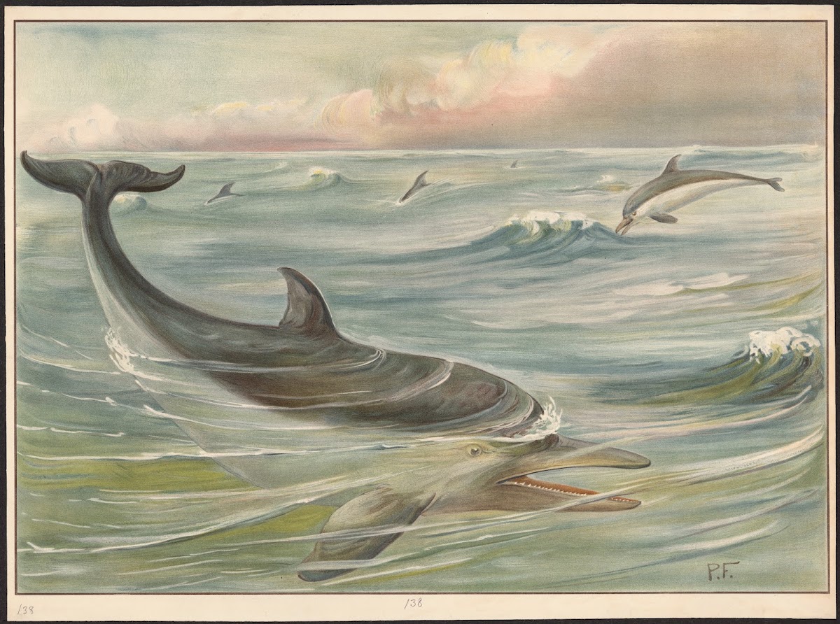 Dolphin 1913