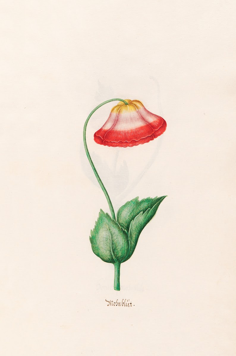 Mohnblüt 1692