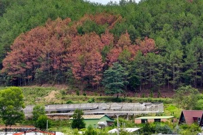 Hình ảnh hàng trăm cây thông bị khoan lỗ, đổ hóa chất ở Lâm Đồng - Báo Người Lao Động
