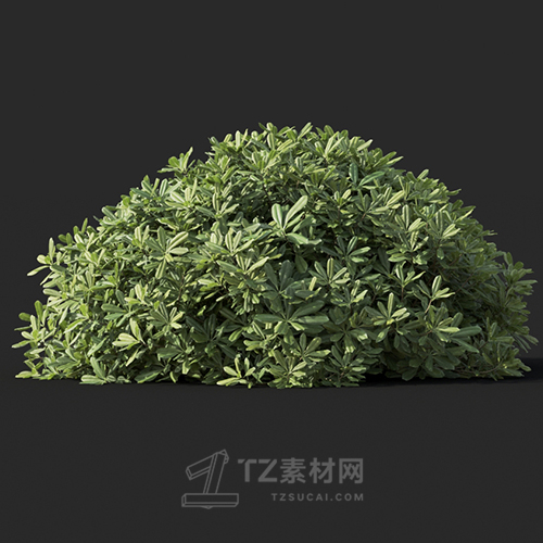 Maxtree - Plant Models Vol.60