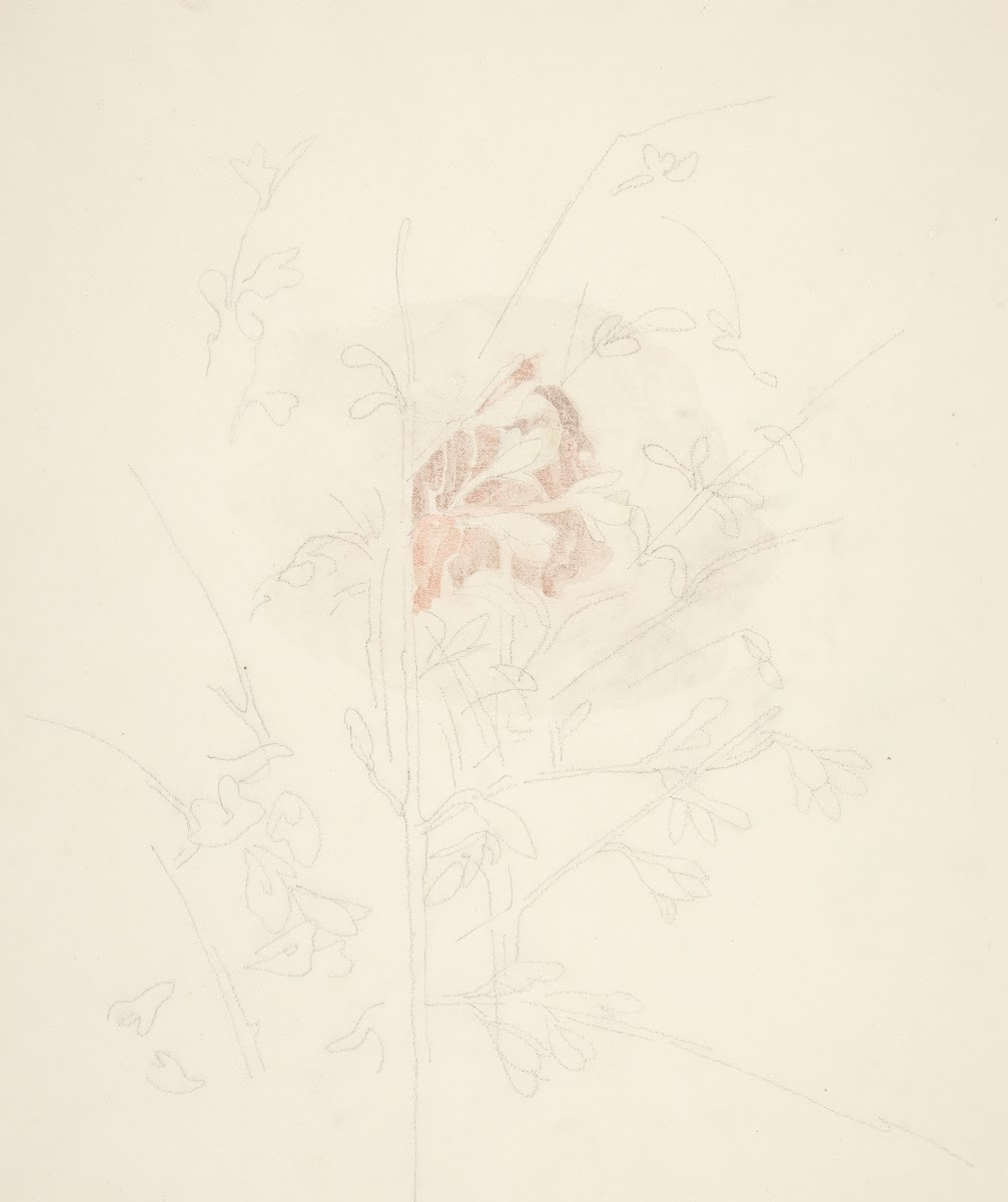 Flower ca192628