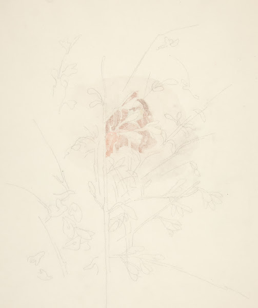 Flower ca192628