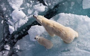 Polar Bear Wallpaper