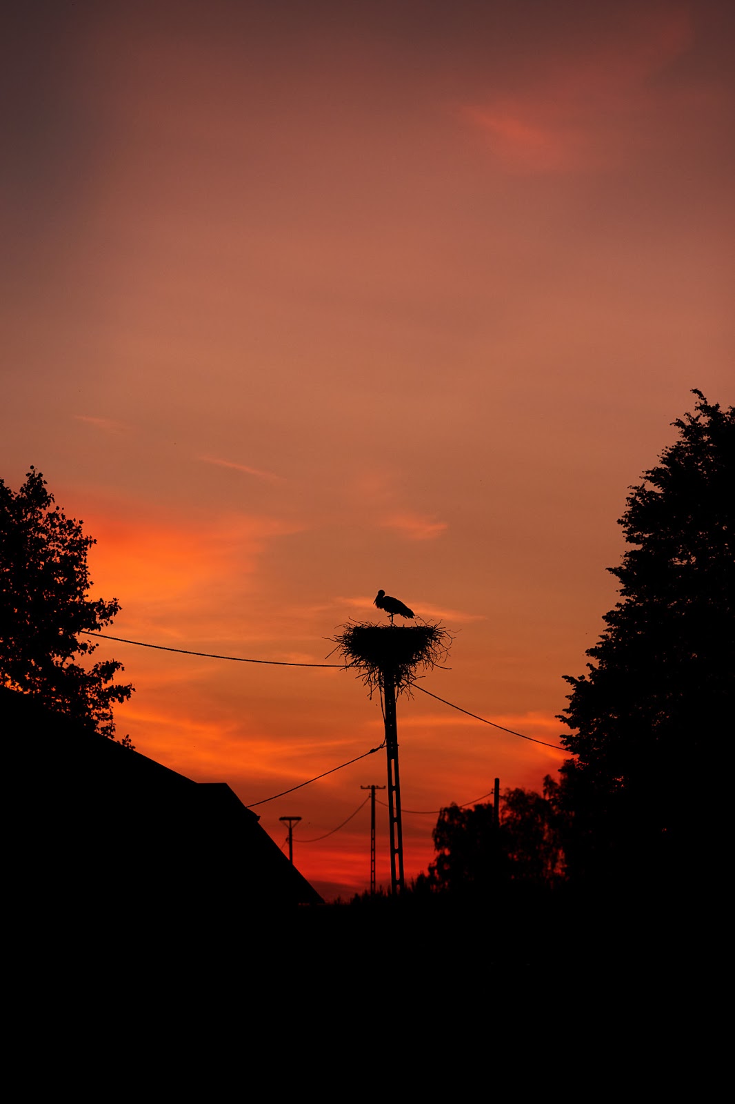 Bocian o zachodzie słońca nad łąką w Modrzewku