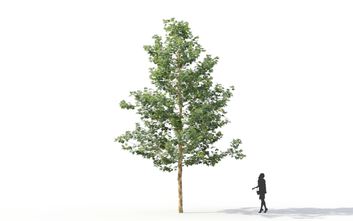Maxtree - Plant Models Vol.11
