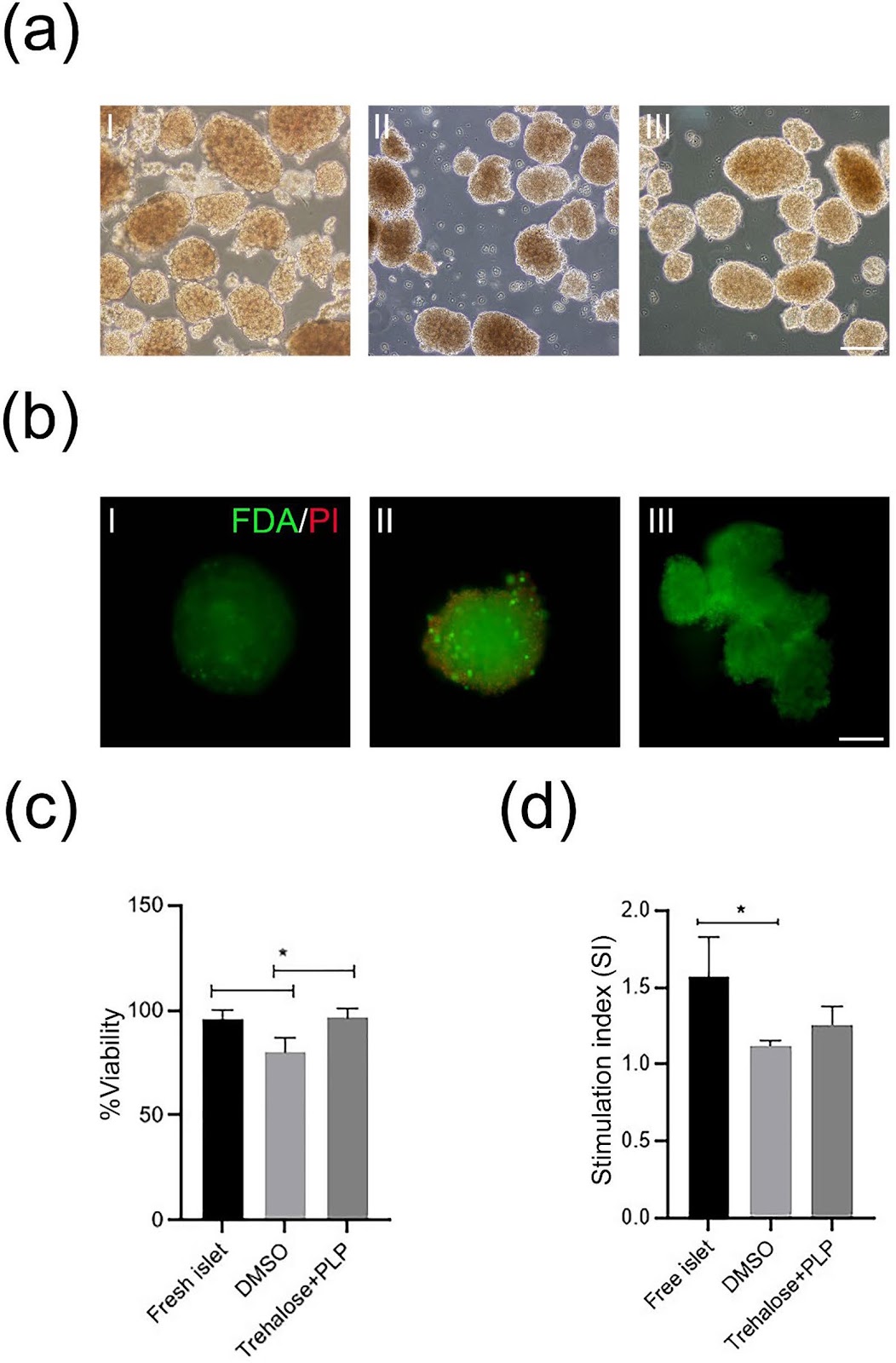Reviving hope: unlocking pancreatic islet immortality by optimizing a trehalose-based cryopreservation media and cell-penetrating peptide