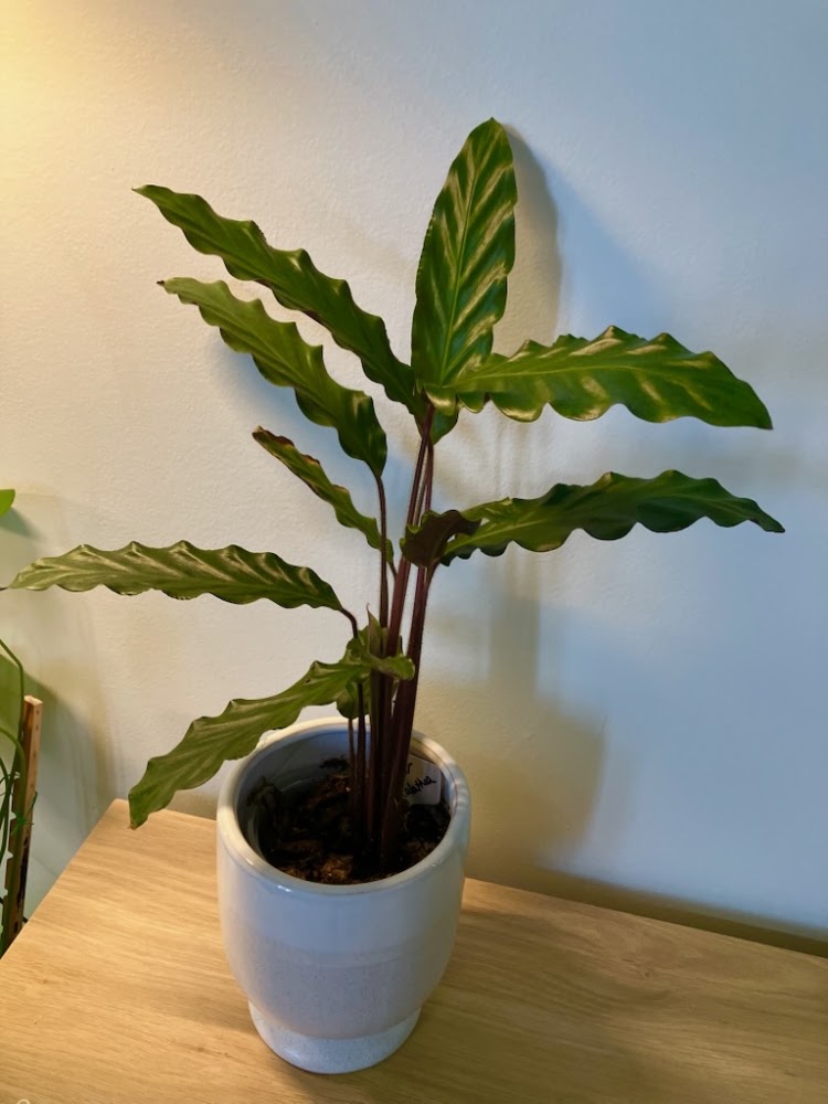 Rattlesnake Calathea 