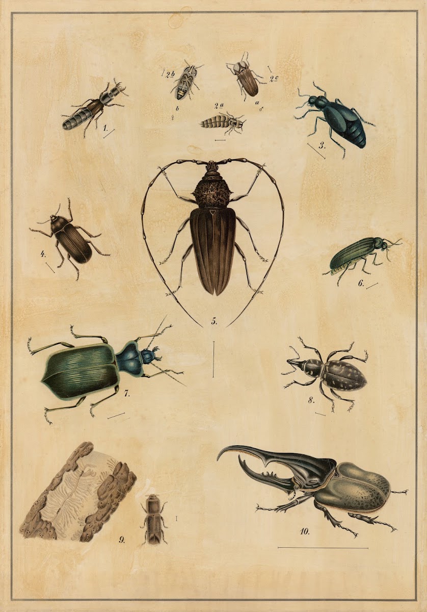 Beetles 1895
