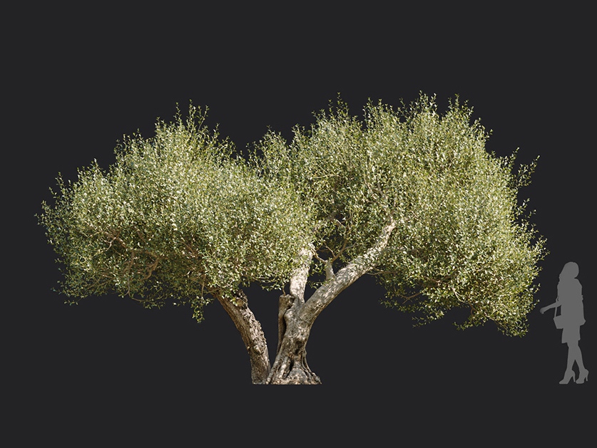 Maxtree - Plant Models Vol.113
