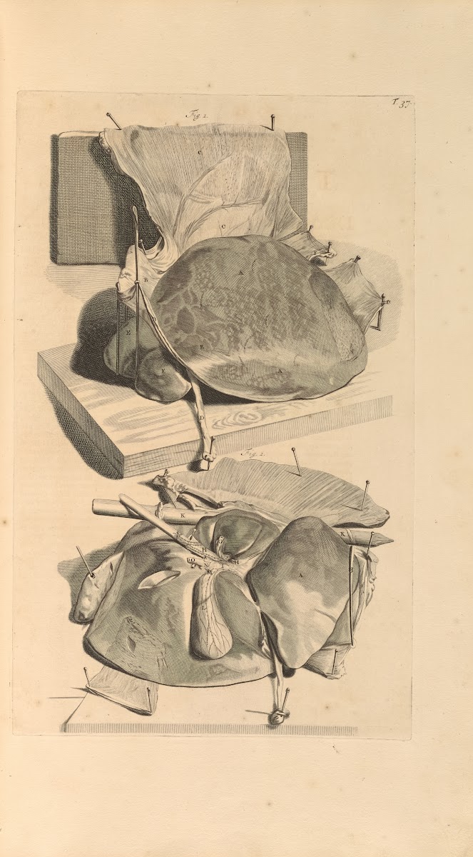 Anatomia humani corporis Pl038 1685