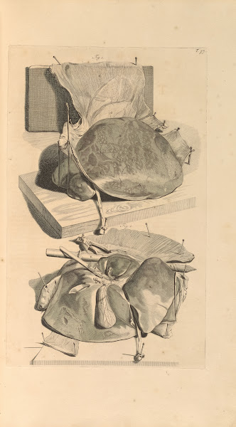 Anatomia humani corporis Pl038 1685