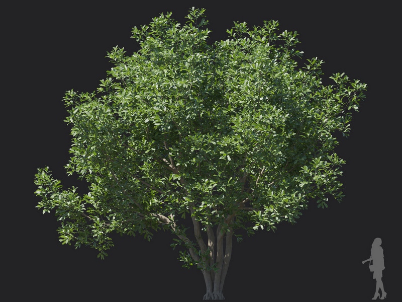 Maxtree - Plant Models Vol.121