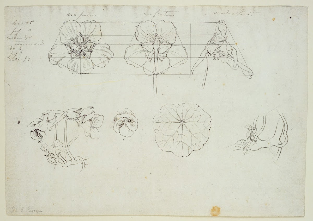 Blätter und Blüten der Kresse ca 1808  1809