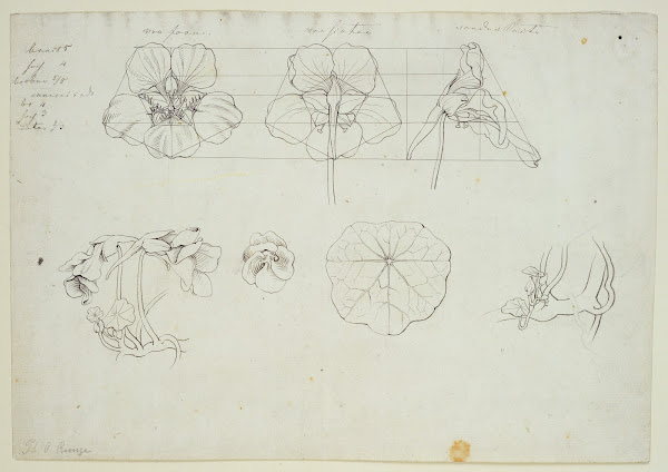 Blätter und Blüten der Kresse ca 1808  1809