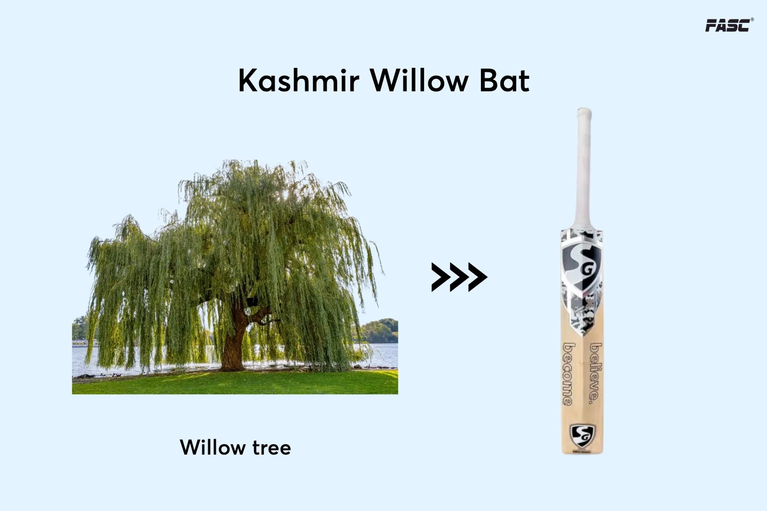 Kashmir willow bat