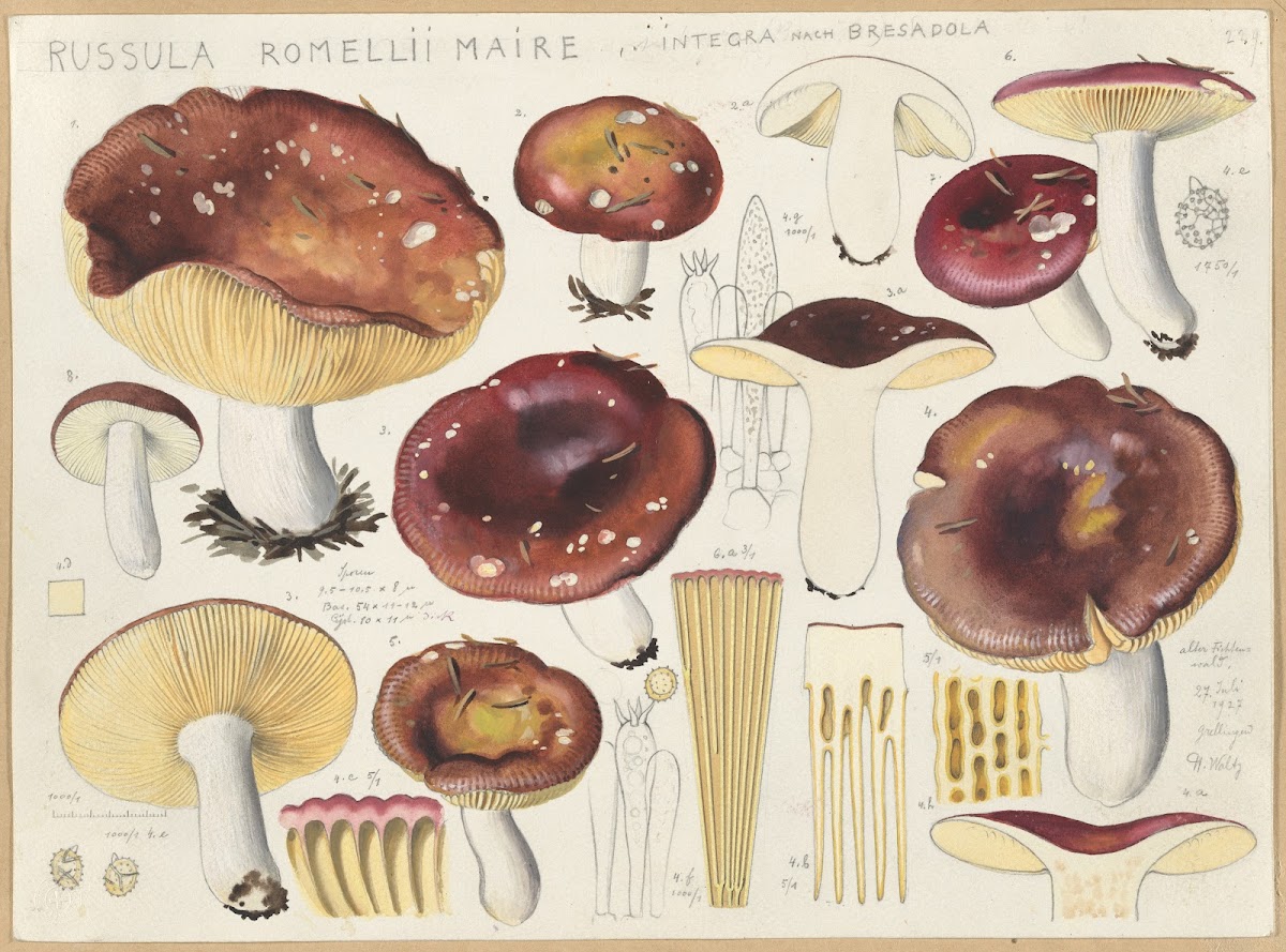 Russula romellii maire 1915 1945