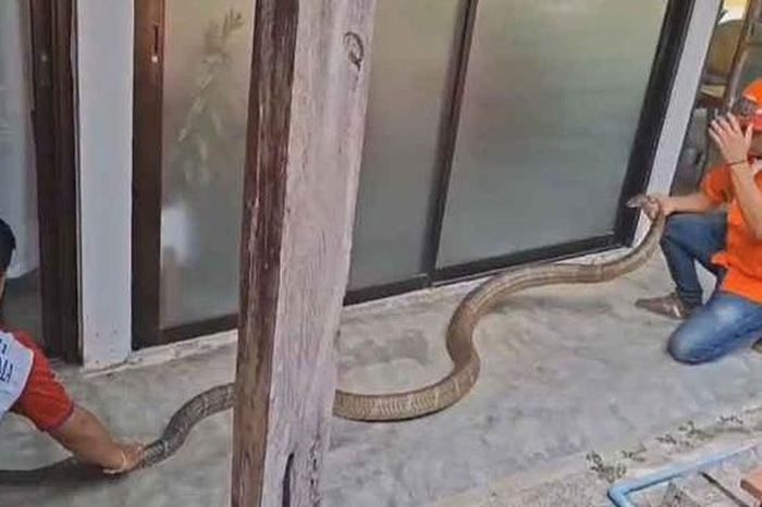 Bắt sống rắn hổ mang chúa dài 5 mét, nặng 15kg bò vào nhà dân - Tạp chí Người Đưa Tin