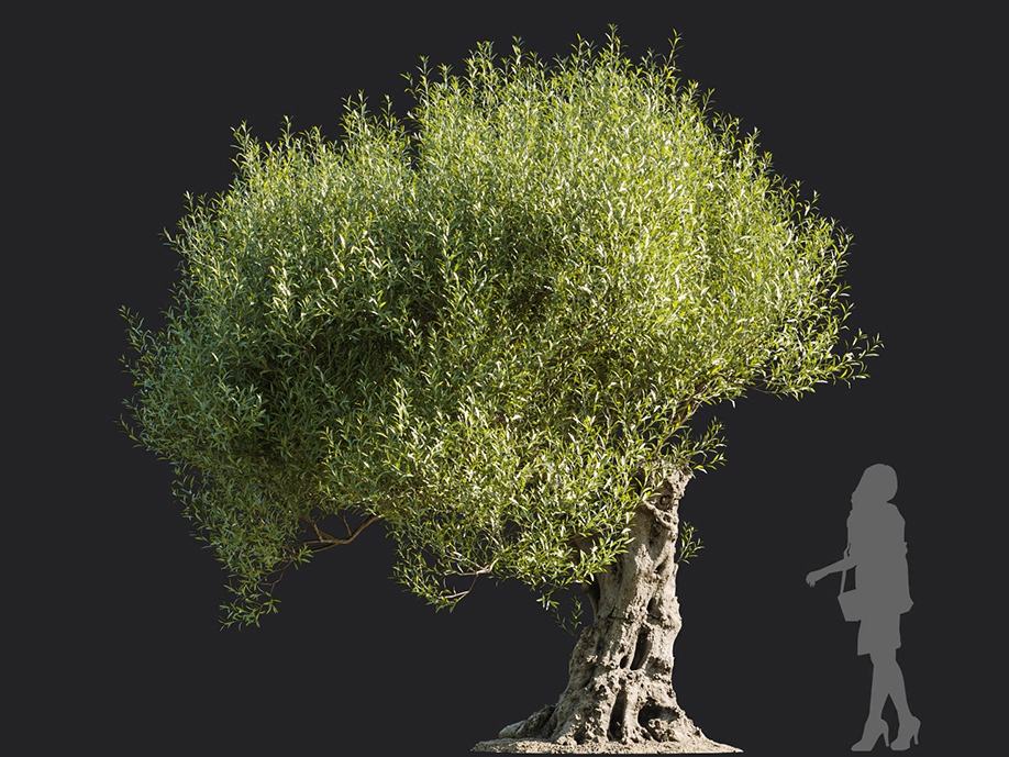Maxtree - Plant Models Vol.113