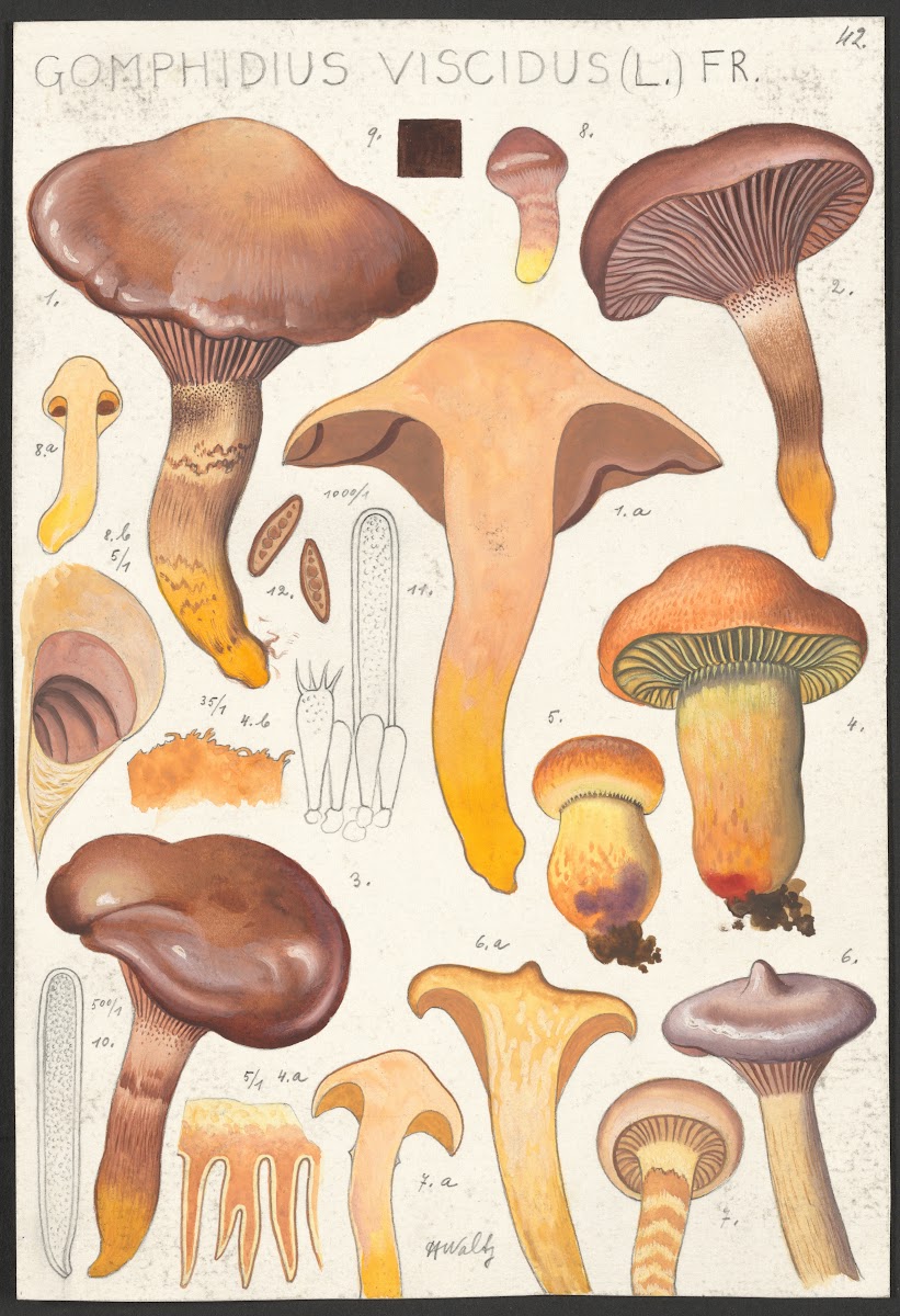 Gomphidius viscidus L Fr 1915 1945