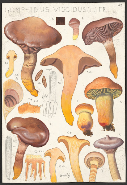 Gomphidius viscidus L Fr 1915 1945