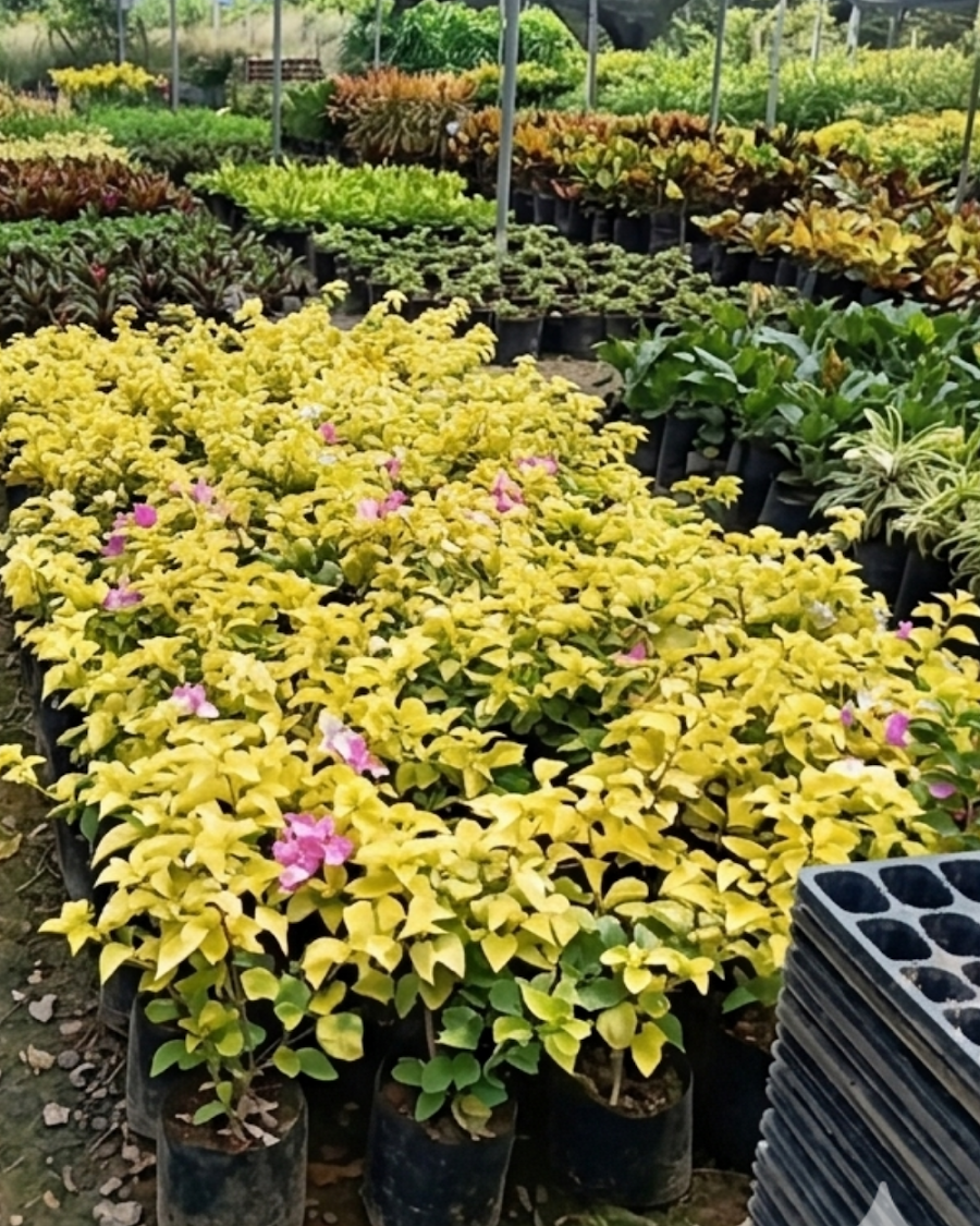 Imported Kelisa Bougainvillea Plant — view 5