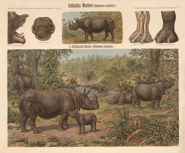 Indian rhinoceros Rhinoceros unicornis