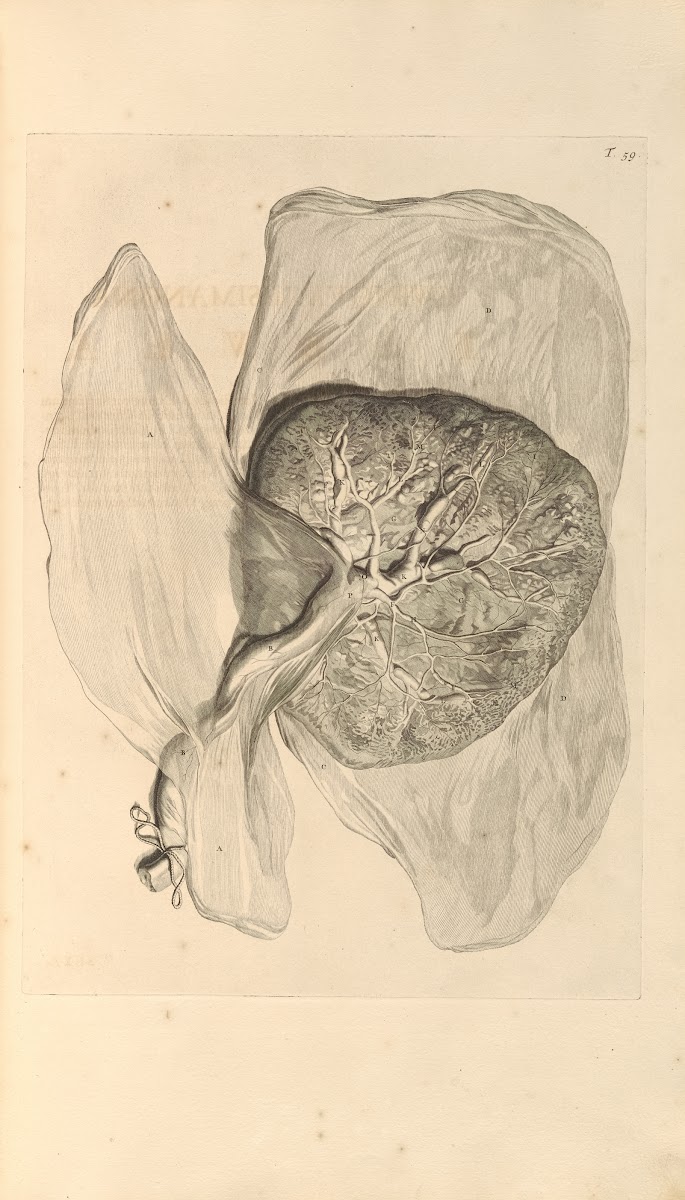 Anatomia humani corporis Pl060 1685