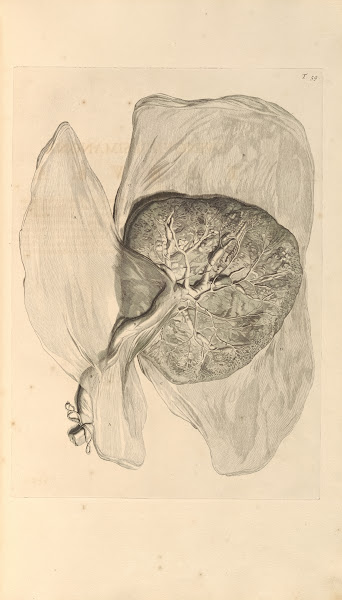Anatomia humani corporis Pl060 1685