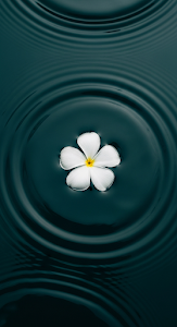 Single White Petal Flower Floating on Dark Teal Rippling Water Macro Shot