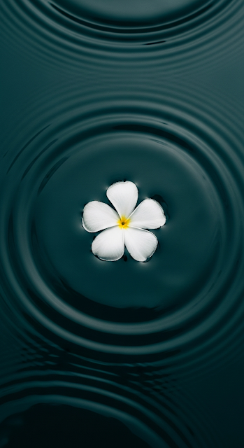 Single White Petal Flower Floating on Dark Teal Rippling Water Macro Shot - Free mobile Wallpaper