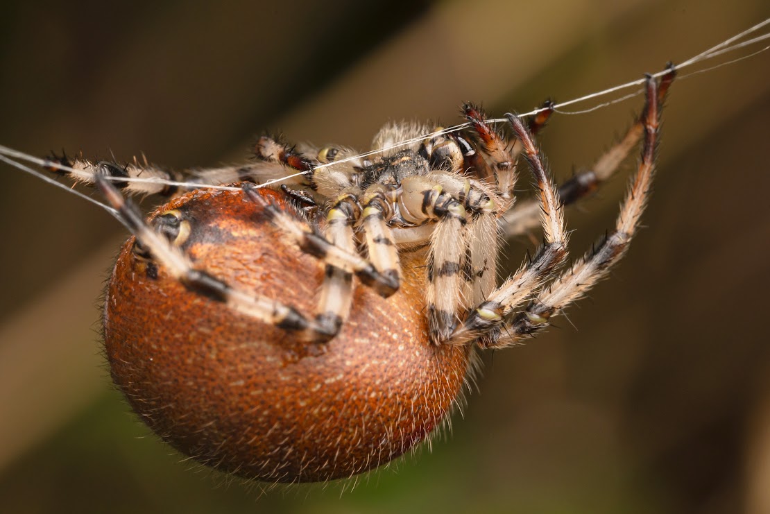 Araneus quadratus