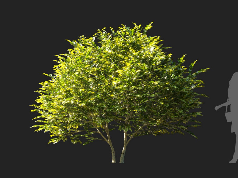 Maxtree - Plant Models Vol.114