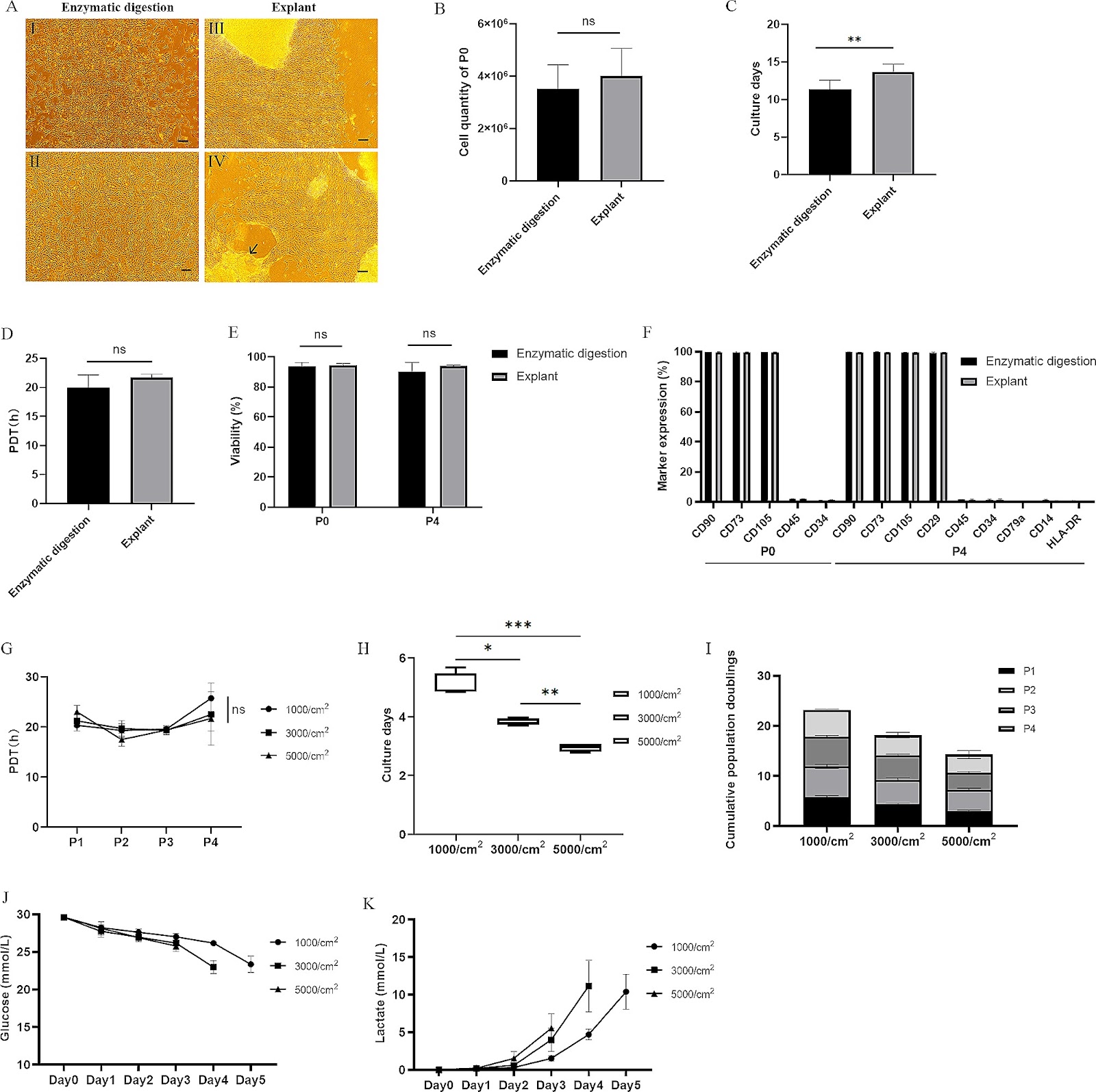 A GMP-compliant manufacturing method for Wharton’s jelly-derived mesenchymal stromal cells