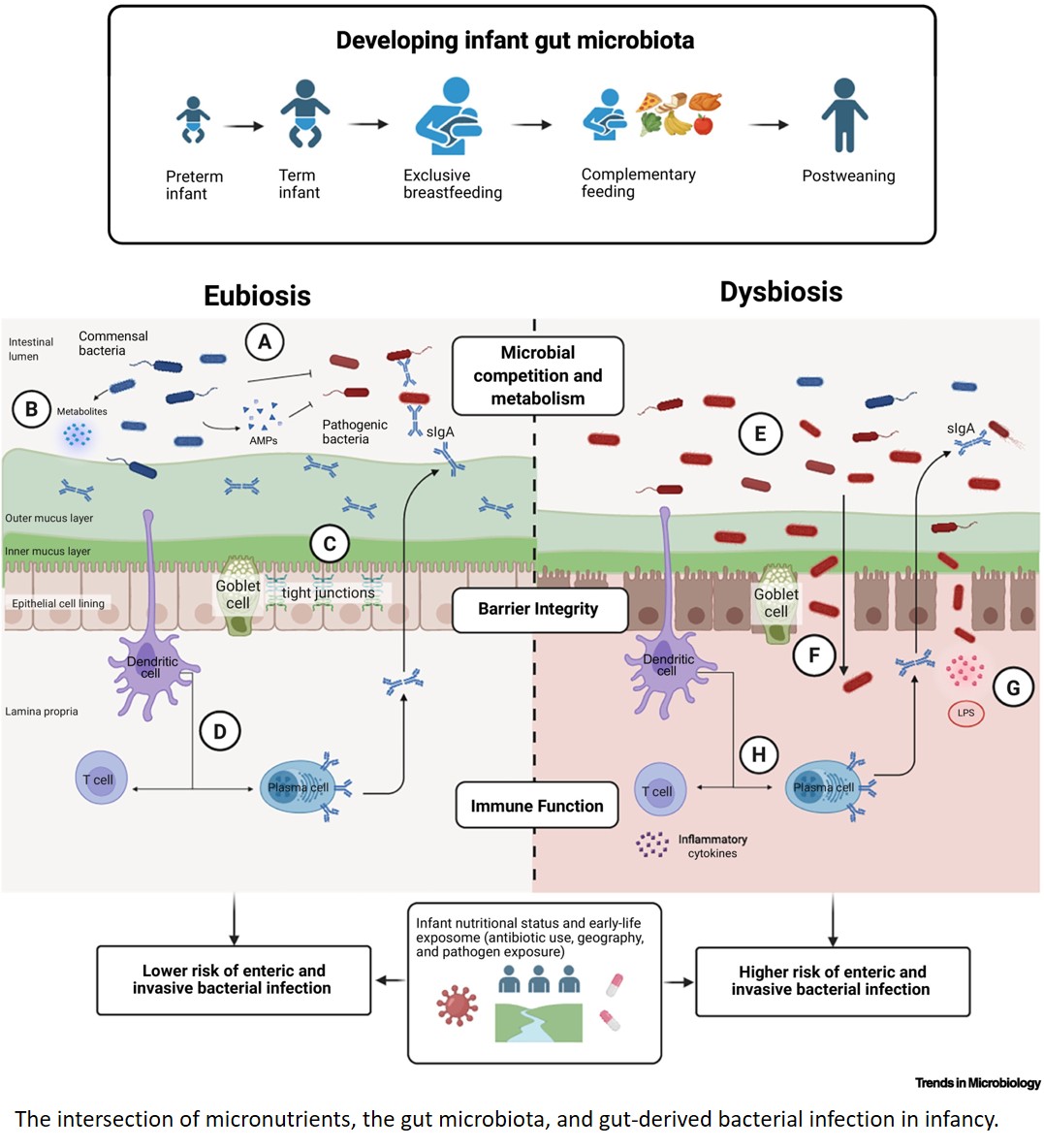Micronutrients, the gut microbiota, and infection susceptibility in infants