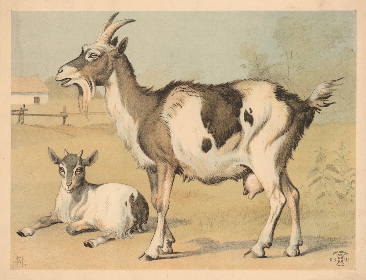 Tamged 1892