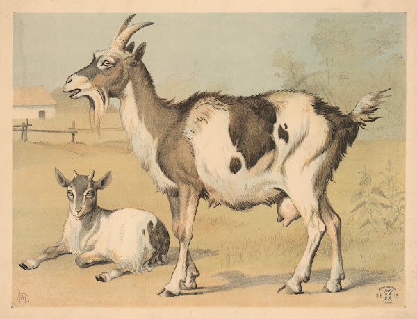 Tamged 1892