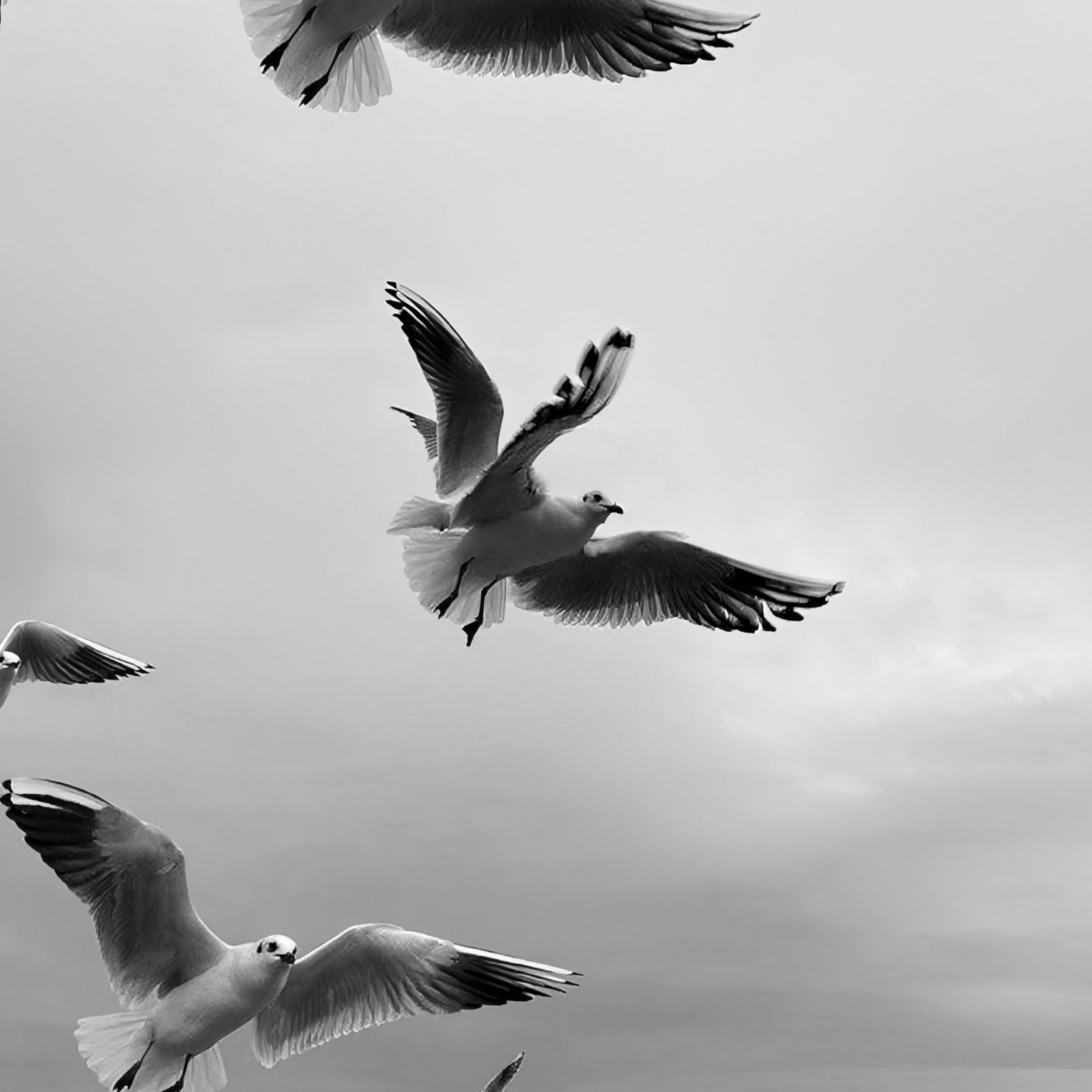 Download Seagulls Flying Over The Ocean Full HD iPhone