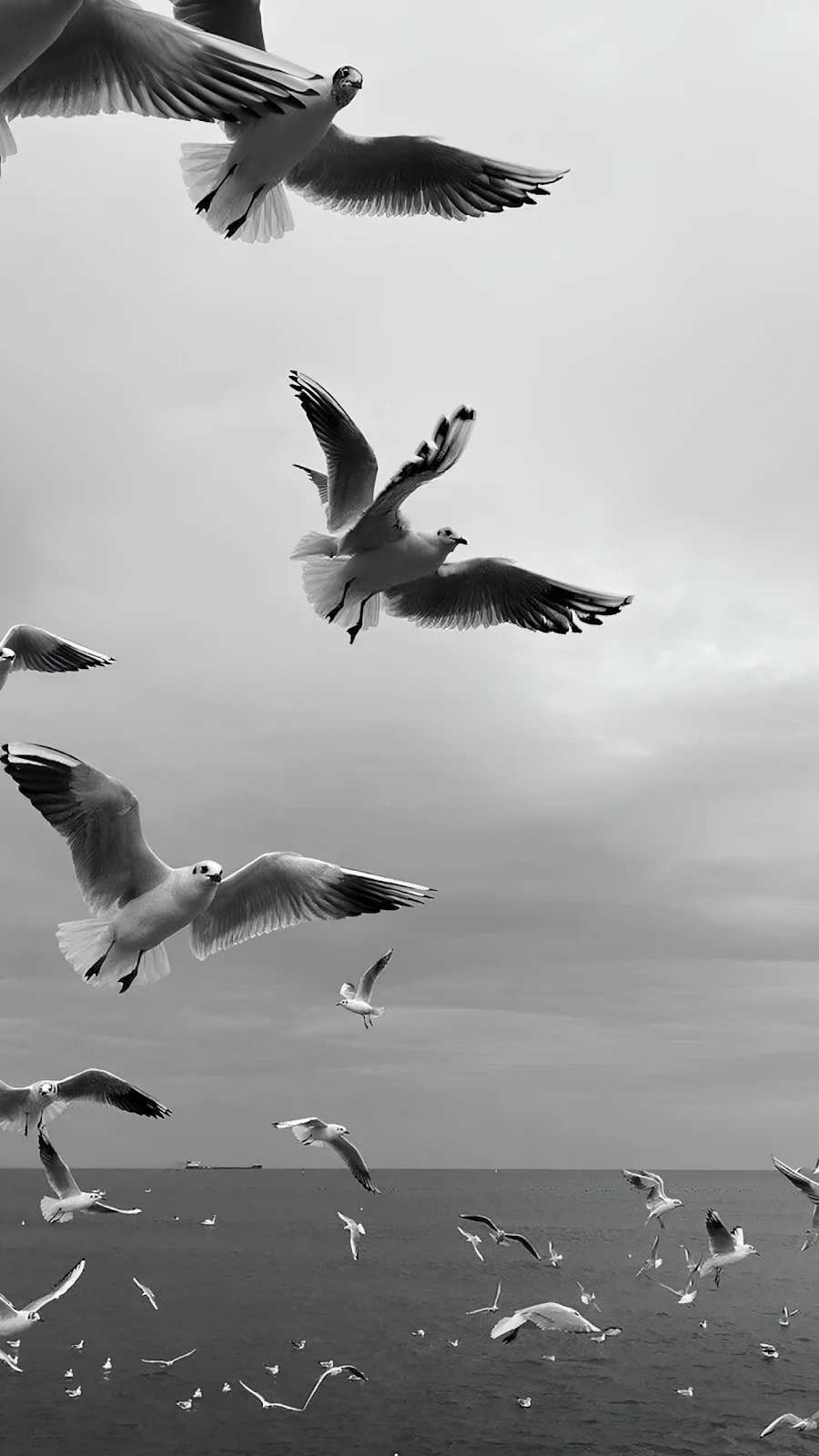 Seagulls Flying Over The Ocean - Monochrome Photography Full HD iPhone Wallpaper (1286x2286)