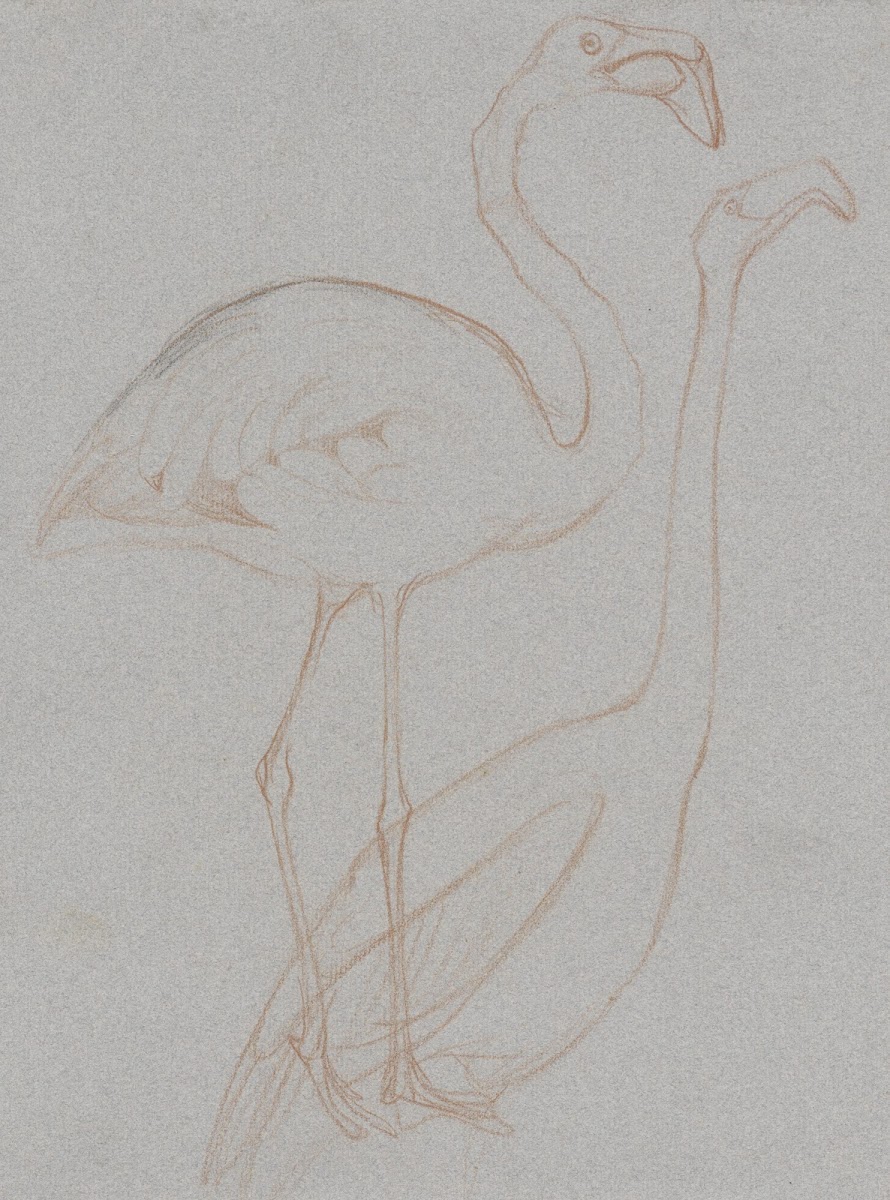 Twee studies van een flamingo 1873   1917