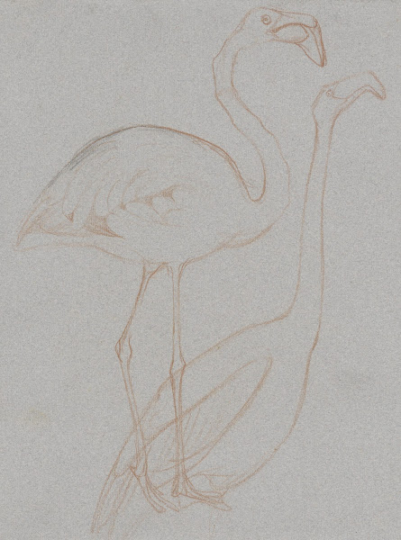 Twee studies van een flamingo 1873   1917