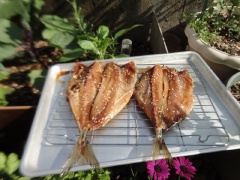 Cá sau khi ướp cho ra rack đặt trên khay. Rắc thêm lên trên mè trắng rang. Đem khay cá phơi nắng to khoảng 1 ngày là được.
