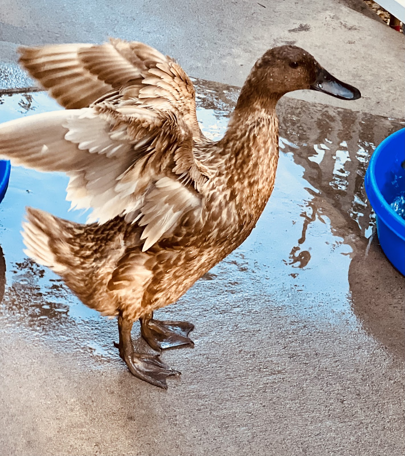 Khaki Campbell Duckling